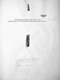 Cladorrhinum olerum image